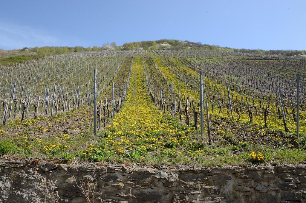 Apartmán Weingut Rosenbaum Briedel Exteriér fotografie